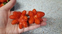 Dengan warna merah cerah yang cantik, buah Strawberry ini bentuknya mirip seperti bunga yang tengah bermekaran. Foto: Site News