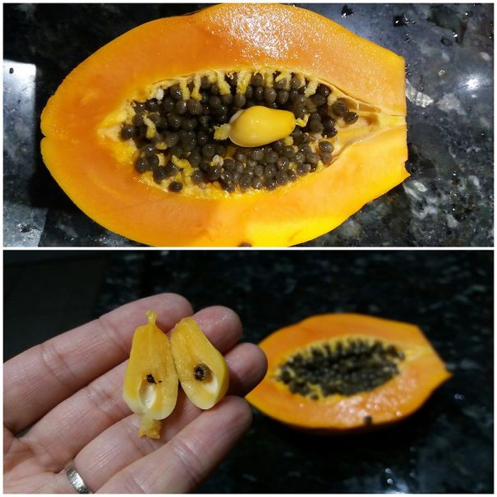 Jeruk hingga Telur, Ini 10 Makanan ‘Beranak’ yang Bikin Untung Jeruk hingga Telur, Ini 10 Makanan ‘Beranak’ yang Bikin Untung