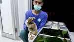 Kerja Keras Melestarikan Kukang Sumatera di Indonesia