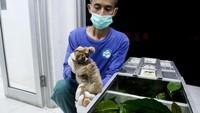 Kukang Sumatera saat ini terdaftar sebagai hewan yang paling terancam punah di dunia.