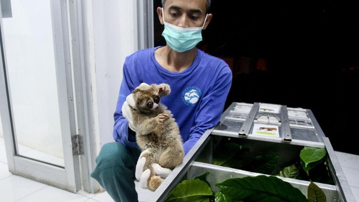 Kerja Keras Melestarikan Kukang Sumatera di Indonesia Konservasi satwa di Indonesia kini bekerja keras melestarikan Kukang Sumatera. Saat ini Kukang Sumatera terdaftar sebagai sebagai hewan yang terancam punah.