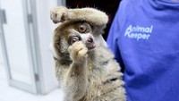 Seekor Kukang Sumatera (Nycticebus Hilleri) terlihat malu-malu saat difoto di depan kamera di Pusat Rehabilitasi Hewan Internasional, Bogor, Jawa Barat, Minggu (24/7/2022).