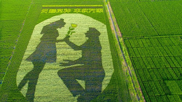 Foto drone memperlihatkan lukisan seorang pria berlutut memberikan bunga kepada kekasihnya di persawahan Jiangsu.