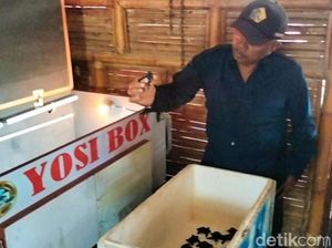 Diklaim Pertama di Dunia, Penetasan Tukik Banyuwangi Gunakan Inkubator