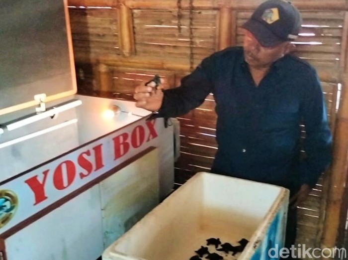 Penetasan tukik dengan inkubator di Banyuwangi