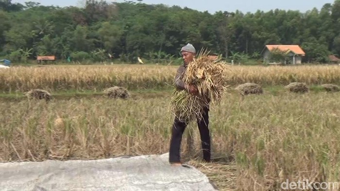 Petani di Purwakarta
