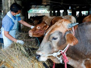 Kasus PMK di Indonesia Menurun, Satgas Imbau Tetap Waspada
