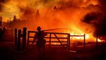 Wajah California Saat Dilanda Kebakaran Hutan Terbesar Tahun Ini