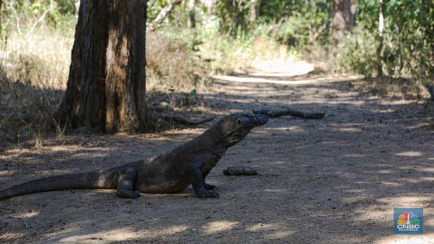 Wisatawan berkunjung di Taman Nasional Komodo, Pulau Komodo, Nusa Tenggara Timur, Minggu (24/7/2022). (CNBC Indonesia/ Andrean Kristianto)