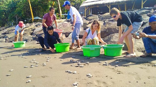 Sebanyak 400 ekor tukik atau anak penyu dilepasliarkan di Pantai Perancak, Jembrana, Bali, Senin (25/7/2022). Wisatawan asing pun tampak antusias mengikuti kegiatan tersebut.