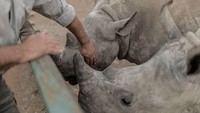 Pemindahan itu memakan waktu enam minggu dan membutuhkan perencanaan yang luar biasa. Sebab badak merupakan hewan yang sangat sensitif.