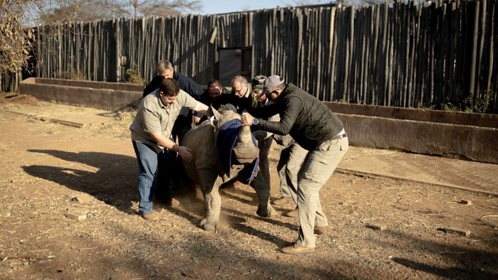 Upaya Menyelamatkan Anak Badak dari Perburuan Veterinarian at The Rhino Orphanage, Pierre Bester, gives a sedative to a white rhino before transporting him in an undisclosed location, Limpopo province, on July 14, 2022. - It took Pierre Bester, a veterinarian at The Rhino Orphanage, and his team six weeks of painstaking work to move more than 30 young rhinos to a new home, where he hopes the animals will be safe from the poachers that killed their parents.
According to the South African government, a total of 451 rhinos were poached in the country in 2021, with a kilogram of rhino horn being sold for thousands of dollars on the black market.
Of the 451 rhinos poached in South Africa in 2021, 327 were within government reserves while 124 were poached on private property. (Photo by GUILLEM SARTORIO / AFP) (Photo by GUILLEM SARTORIO/AFP via Getty Images)