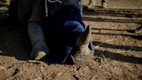 Seekor anak badak putih ditutup matanya setelah disuntik dengan obat penenang di sebuah lokasi yang dirahasiakan di sebuah provinsi Limpopo, Afrika Selatan, Kamis, (14/7/2022). Lokasi ini disebut The Rhino Orphanage.