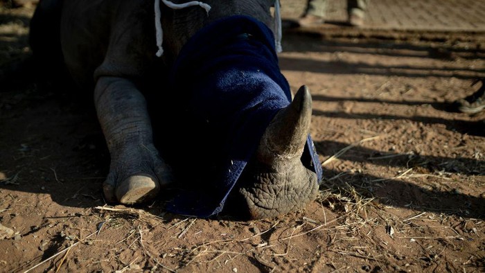 Upaya Menyelamatkan Anak Badak dari Perburuan Veterinarian at The Rhino Orphanage, Pierre Bester, gives a sedative to a white rhino before transporting him in an undisclosed location, Limpopo province, on July 14, 2022. - It took Pierre Bester, a veterinarian at The Rhino Orphanage, and his team six weeks of painstaking work to move more than 30 young rhinos to a new home, where he hopes the animals will be safe from the poachers that killed their parents.
According to the South African government, a total of 451 rhinos were poached in the country in 2021, with a kilogram of rhino horn being sold for thousands of dollars on the black market.
Of the 451 rhinos poached in South Africa in 2021, 327 were within government reserves while 124 were poached on private property. (Photo by GUILLEM SARTORIO / AFP) (Photo by GUILLEM SARTORIO/AFP via Getty Images)