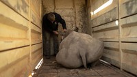 Dokter hewan di The Rhino Orphanage, Pierre Bester, memberikan obat penenang kepada badak putih sebelum membawanya ke lokasi yang dirahasiakan.