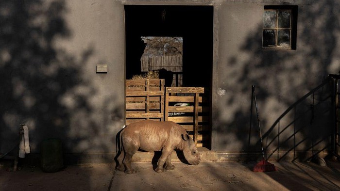 Upaya Menyelamatkan Anak Badak dari Perburuan Veterinarian at The Rhino Orphanage, Pierre Bester, gives a sedative to a white rhino before transporting him in an undisclosed location, Limpopo province, on July 14, 2022. - It took Pierre Bester, a veterinarian at The Rhino Orphanage, and his team six weeks of painstaking work to move more than 30 young rhinos to a new home, where he hopes the animals will be safe from the poachers that killed their parents.
According to the South African government, a total of 451 rhinos were poached in the country in 2021, with a kilogram of rhino horn being sold for thousands of dollars on the black market.
Of the 451 rhinos poached in South Africa in 2021, 327 were within government reserves while 124 were poached on private property. (Photo by GUILLEM SARTORIO / AFP) (Photo by GUILLEM SARTORIO/AFP via Getty Images)