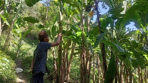 Wayan Ngetis saat menunjukan pisang miliknya yang sudah dimakan sebagian oleh kera