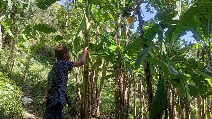 Wayan Ngetis saat menunjukan pisang miliknya yang sudah dimakan sebagian oleh kera