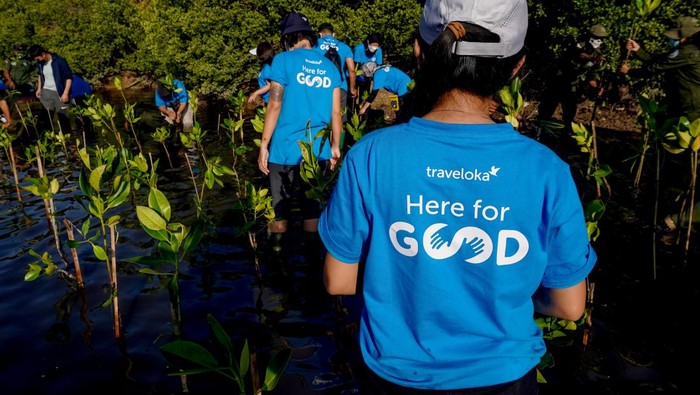 Aksi Tanam 40.000 Bibit Bakau di Hutan Mangrove Bali Sejumlah karyawan Traveloka melakukan penanaman bibit bakau di Hutan Mangrove, Kecamatan Gerokgak, Buleleng, Bali, Selasa (26/7/2022).