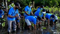 Sejumlah karyawan Traveloka melakukan penanaman bibit bakau di Hutan Mangrove, Kecamatan Gerokgak, Buleleng, Bali, Selasa (26/7/2022).   