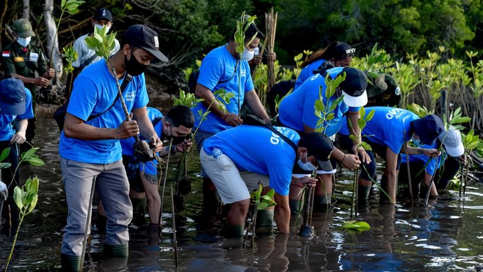 Aksi Tanam 40.000 Bibit Bakau di Hutan Mangrove Bali Sejumlah karyawan Traveloka melakukan penanaman bibit bakau di Hutan Mangrove, Kecamatan Gerokgak, Buleleng, Bali, Selasa (26/7/2022).