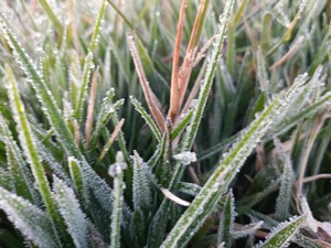 Penampakan Dieng Membeku, Suhu Minus 1,2 Derajat Celsius