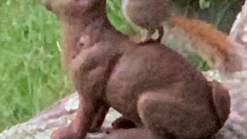 Siap berpetualang. Foto: Crap Wildlife Photography via Boredpanda