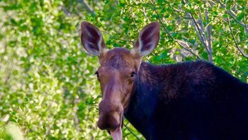 Weeekkkk.... Foto: Crap Wildlife Photography via Boredpanda
