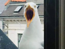 Foto Hewan Liar yang Gagal Tapi Menarik dan Bikin Ketawa
