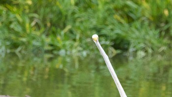 Haloo lagi... Foto: Crap Wildlife Photography via Boredpanda