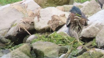 Ilmu meringankan tubuh...Foto: Crap Wildlife Photography via Boredpanda