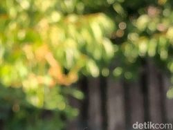 Foto Hewan Liar yang Gagal Tapi Menarik dan Bikin Ketawa