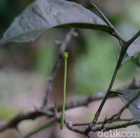 Foto Hewan Liar yang Gagal