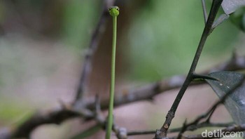 Ular sebesar ranting. Foto: Crap Wildlife Photography via Boredpanda