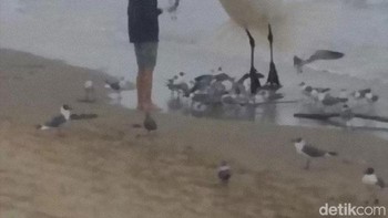 Burung raksasa.... Foto: Crap Wildlife Photography via Boredpanda