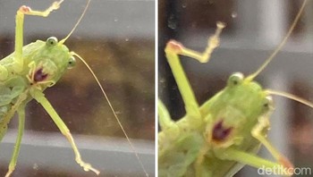 Haloo... Foto: Crap Wildlife Photography via Boredpanda