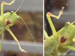 Foto Hewan Liar yang Gagal Tapi Menarik dan Bikin Ketawa