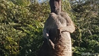 Kangguru pose. Foto: Crap Wildlife Photography via Boredpanda