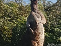 Foto Hewan Liar yang Gagal Tapi Menarik dan Bikin Ketawa
