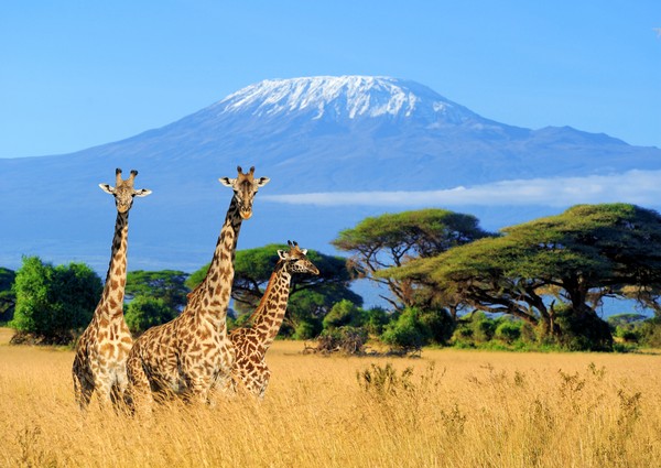 Gunung Kilimanjaro berada di Tanzania utara dan merupakan puncak tertinggi di Afrika dengan ketinggian hampir 5.900 Mdpl. (Getty Images/iStockphoto/Byrdyak)