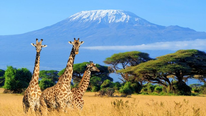 Three giraffe on Kilimanjaro mount background in National park of Kenya, Africa
