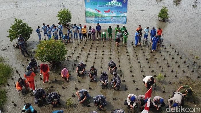Pananaman 6 ribu pohon mangrove di Bengkulu.