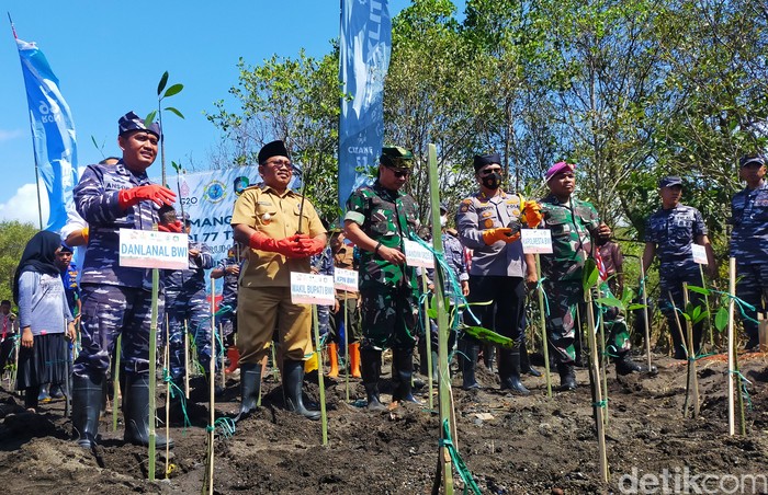 Penanaman mangrove di Pantai Cemara Banyuwangi