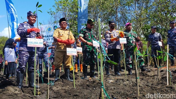 Penanaman mangrove di Pantai Cemara Banyuwangi