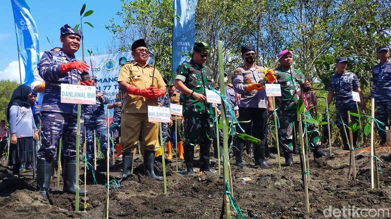 Penanaman mangrove di Pantai Cemara Banyuwangi