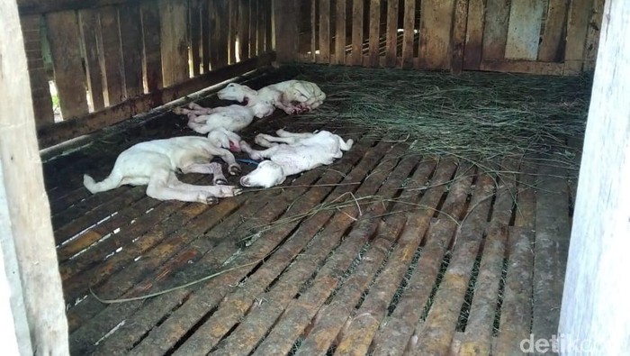 Pencurian kambing di Cilongok, Banyumas, Selasa (26/7/2022).