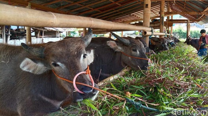 Sapi-sapi perah di Enrekang.