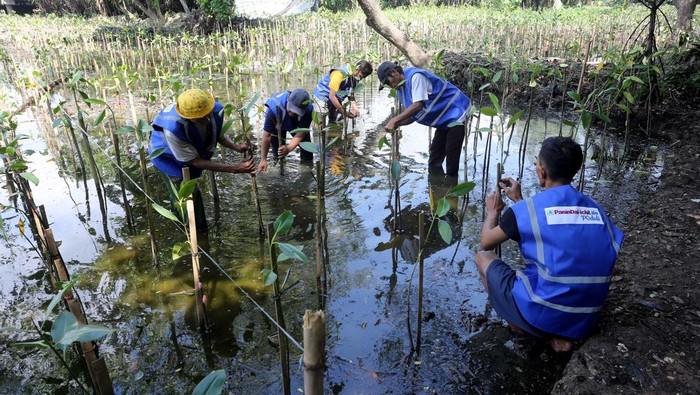 Seribu Mangrove untuk Pelestarian Lingkungan Pesisir Utara Jakarta Menyambut Hari Mangrove Sedunia yang biasa diperingati setiap 26 Juli, Panin Dai-ichi Life menanam 1.000 Pohon Mangrove untuk lestarikan lingkungan di Kawasan Ekowisata Mangrove Jakarta.