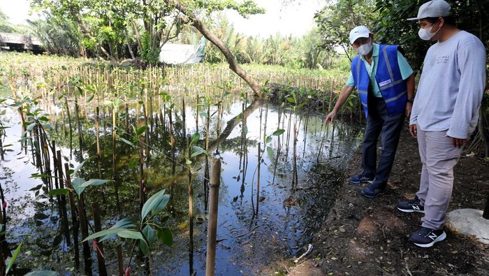 Menyambut Hari Mangrove Sedunia yang biasa diperingati setiap 26 Juli, Panin Dai-ichi Life menanam 1.000 Pohon Mangrove untuk lestarikan lingkungan di Kawasan Ekowisata Mangrove Jakarta.