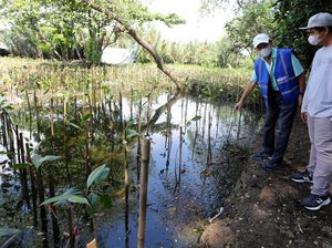 Seribu Mangrove untuk Pelestarian Lingkungan Pesisir Utara Jakarta